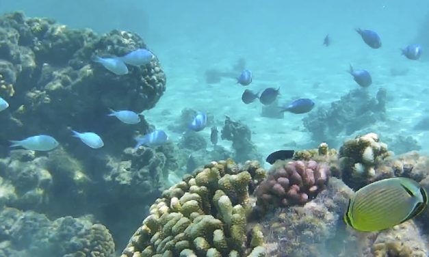 Louvoyage dans les Tuamotus